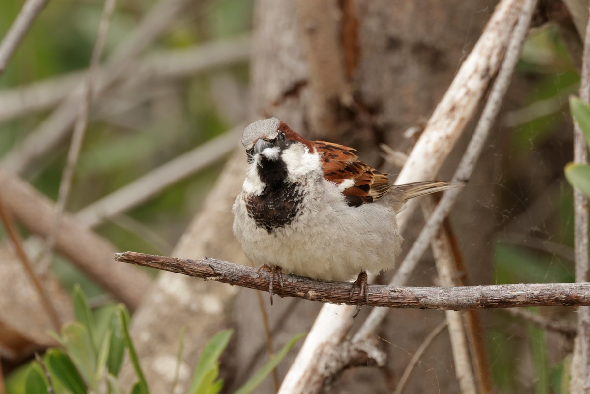 House Sparrow - ML619364674