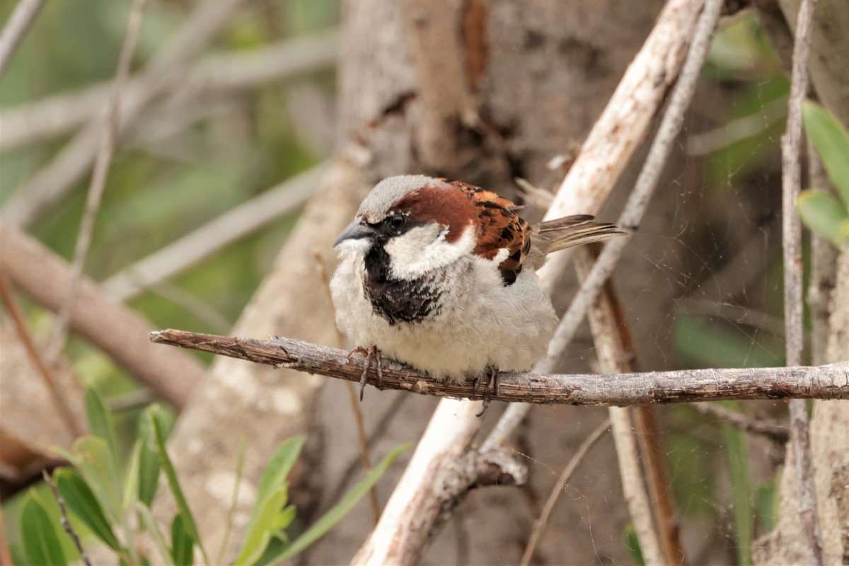 House Sparrow - ML619364675