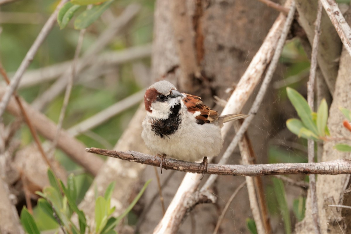 House Sparrow - ML619364676