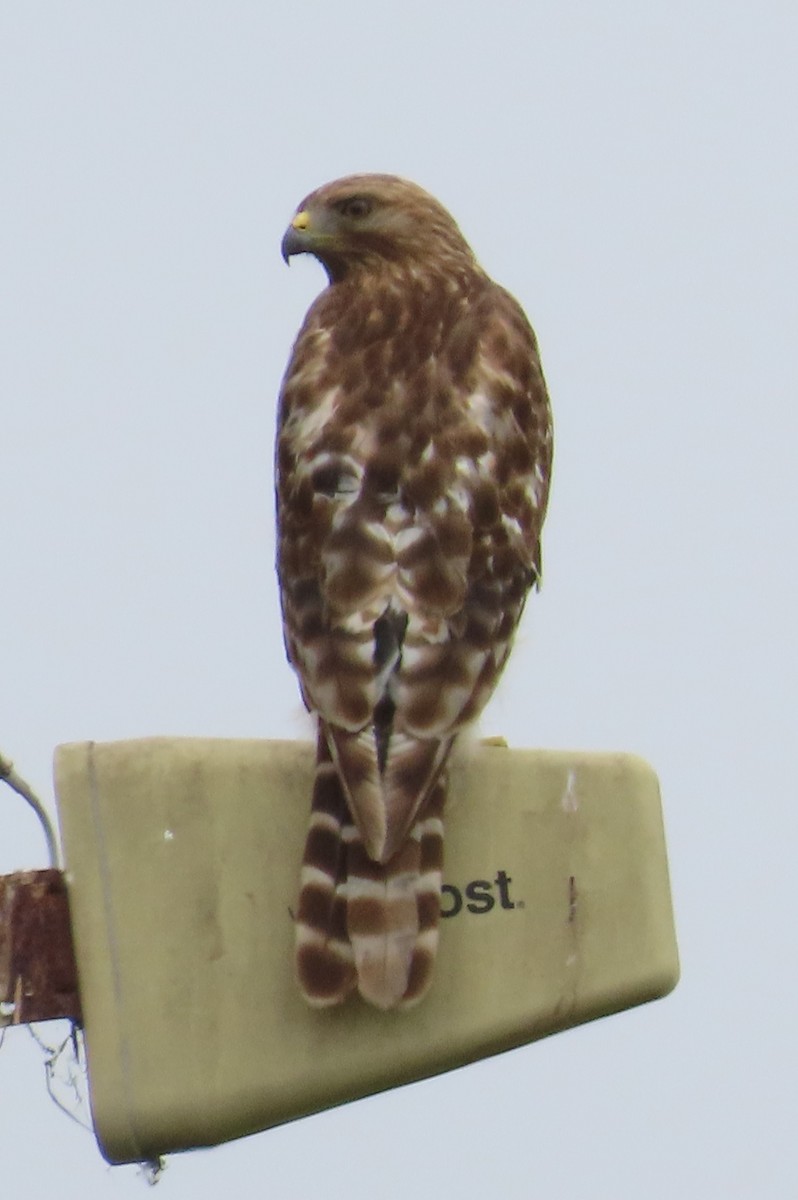 Red-shouldered Hawk - The Spotting Twohees