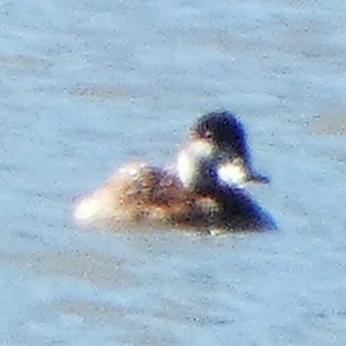 Ruddy Duck - C Fred Zeillemaker