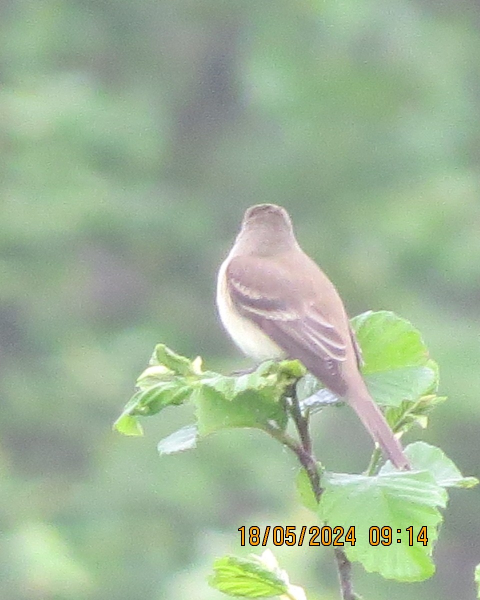 Willow Flycatcher - Gary Bletsch