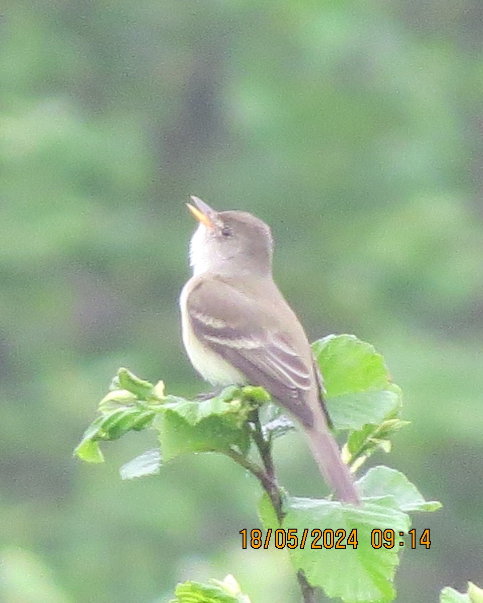 Willow Flycatcher - Gary Bletsch