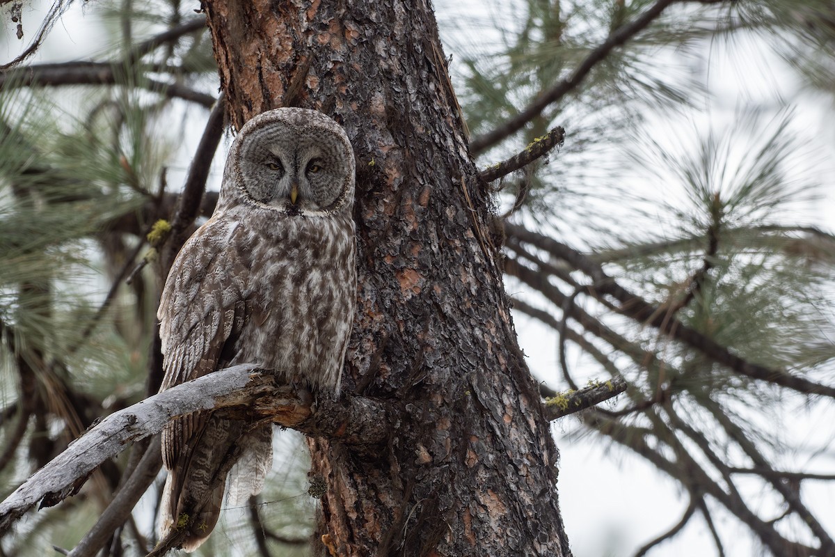 Great Gray Owl - Joshua Covill