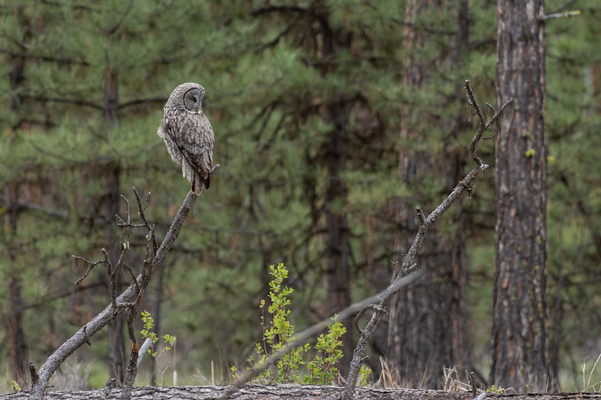 Great Gray Owl - Joshua Covill