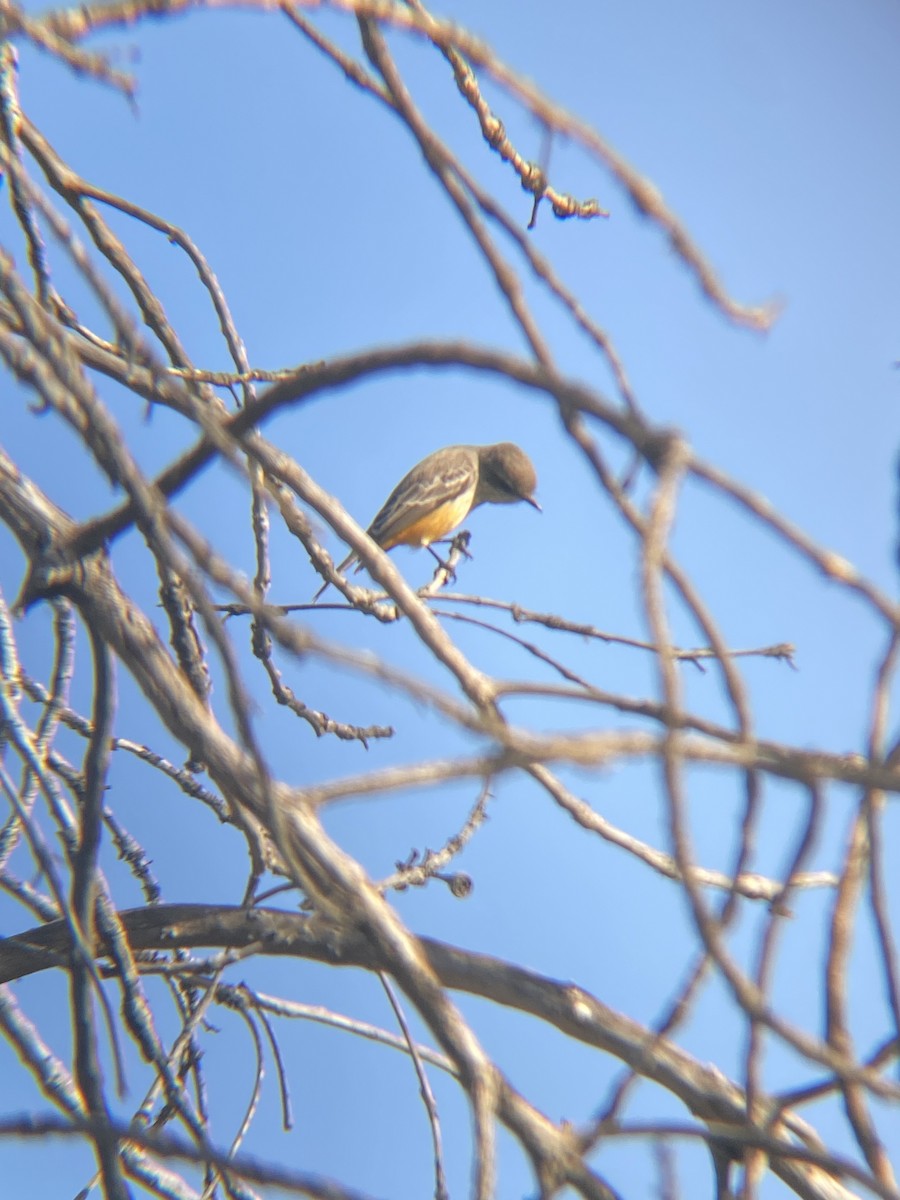 Vermilion Flycatcher - ML619364732