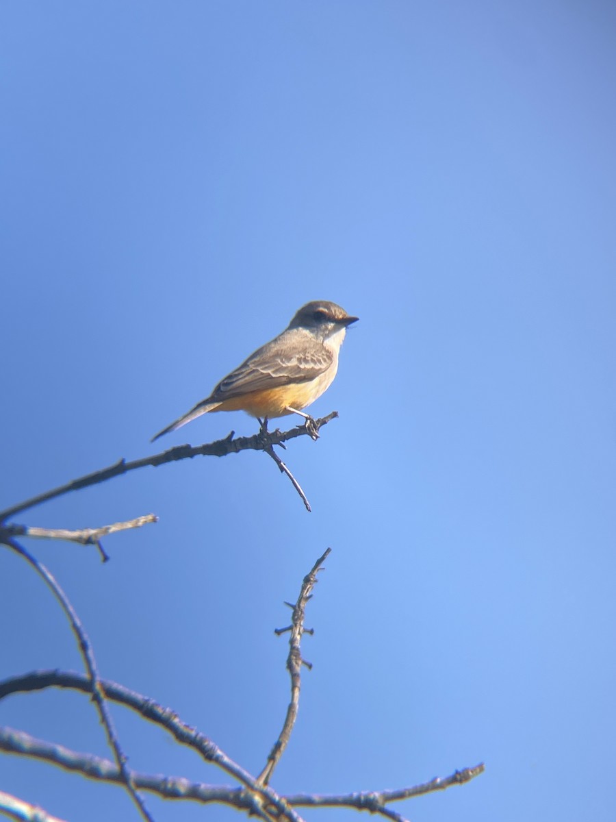 Vermilion Flycatcher - ML619364733