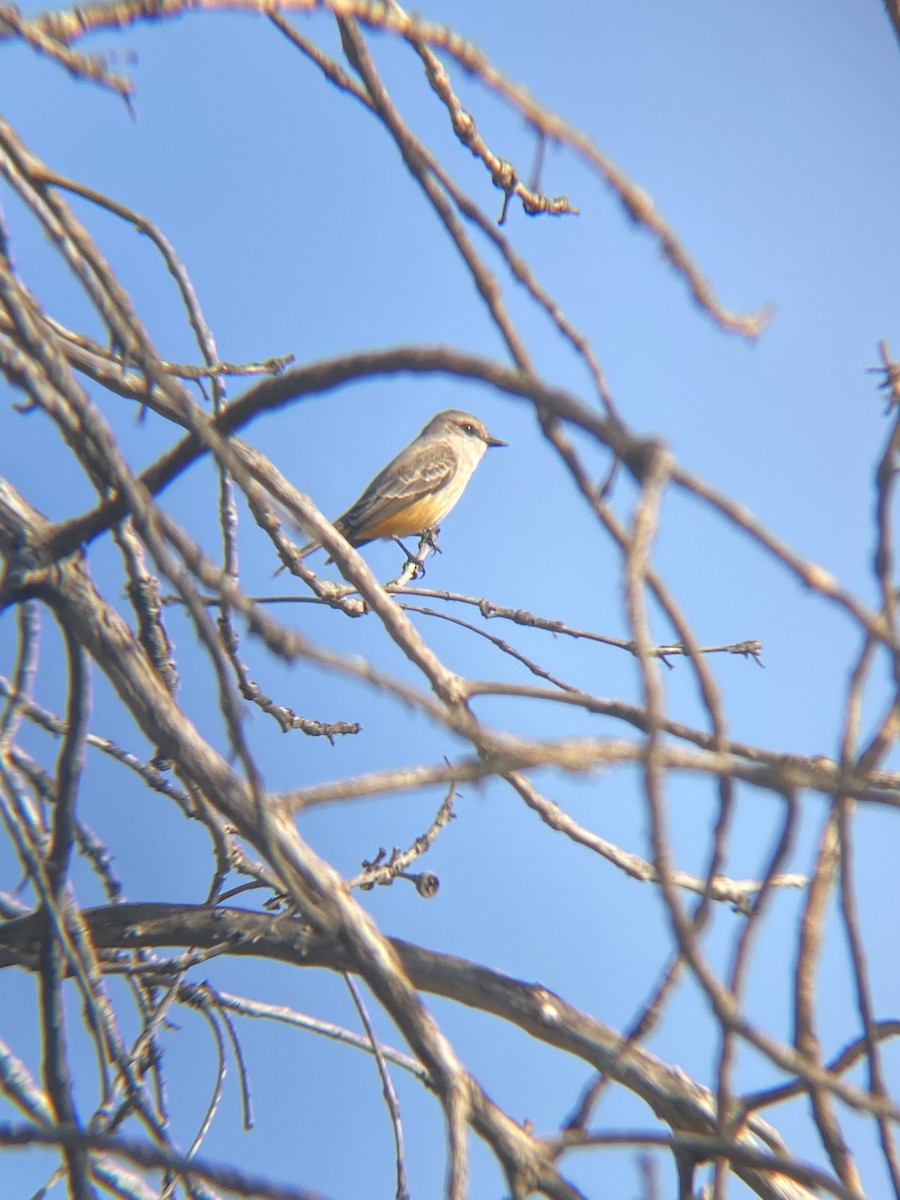 Vermilion Flycatcher - ML619364734