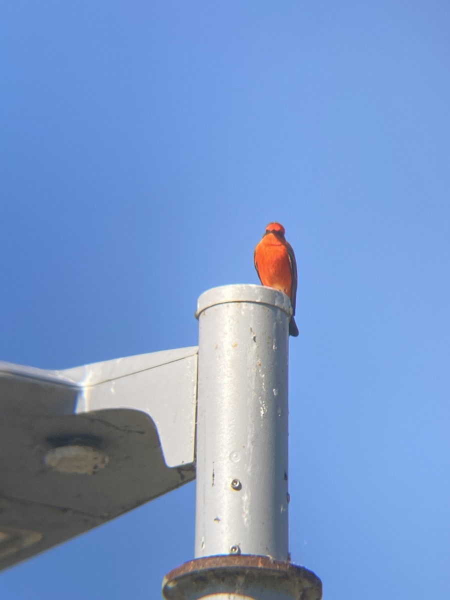 Vermilion Flycatcher - ML619364735