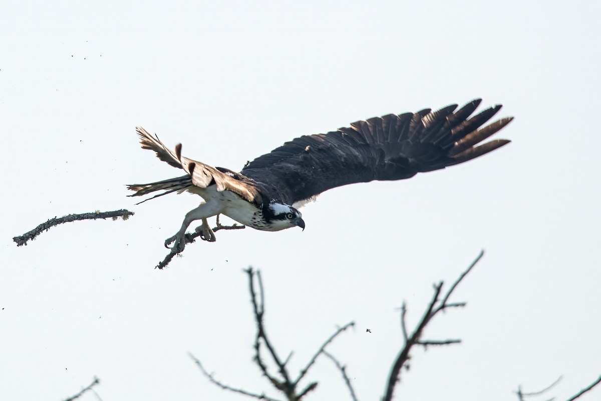 Osprey - Dominic More O’Ferrall