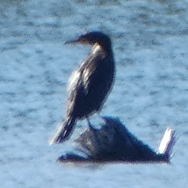 Double-crested Cormorant - C Fred Zeillemaker