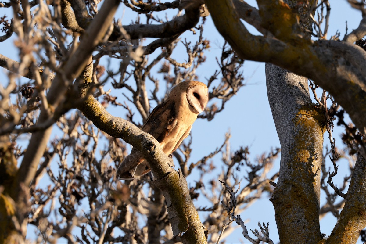 Barn Owl - Russ Namitz