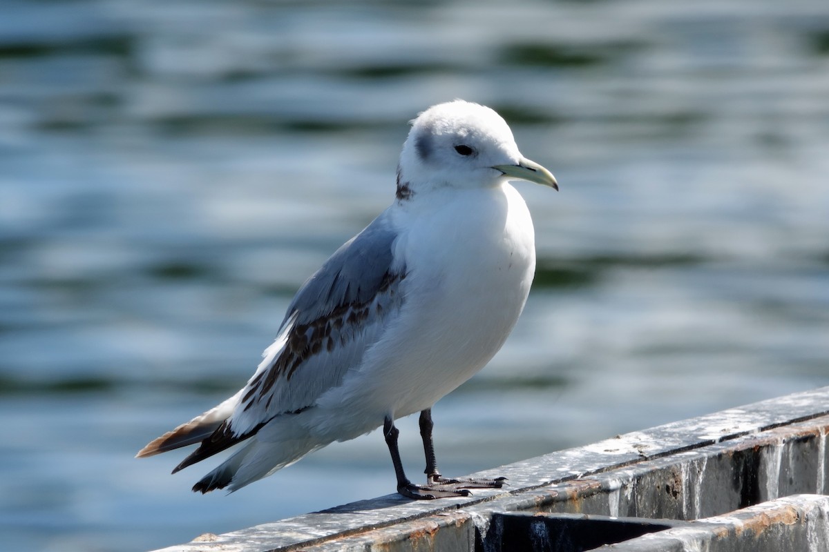 Black-legged Kittiwake - Carl Haynie