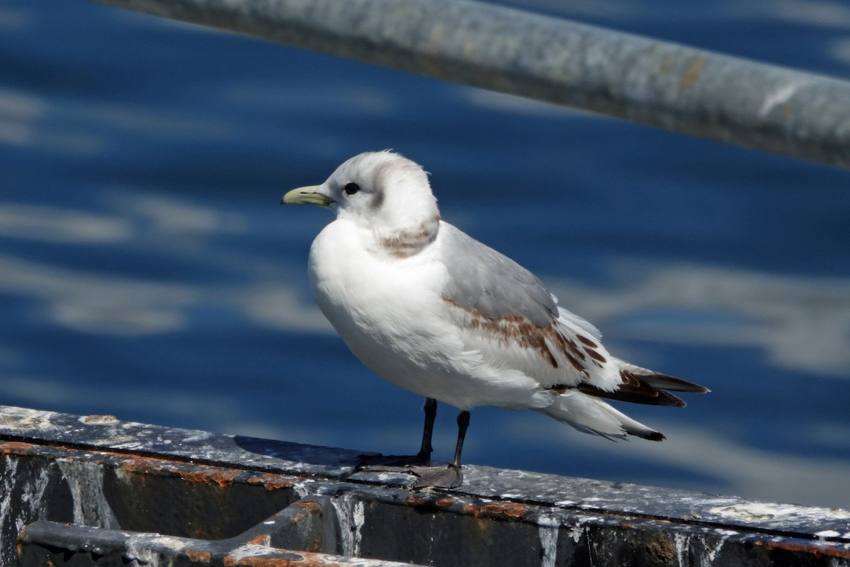 Black-legged Kittiwake - Carl Haynie