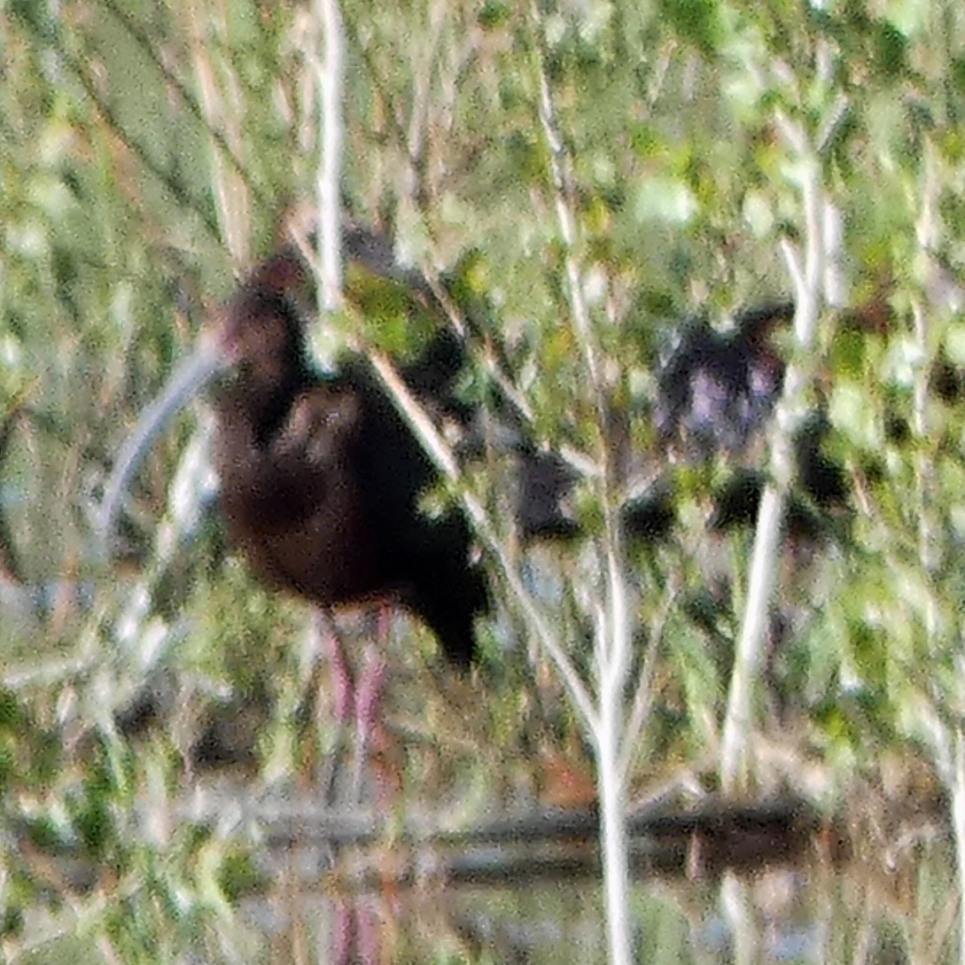 White-faced Ibis - C Fred Zeillemaker