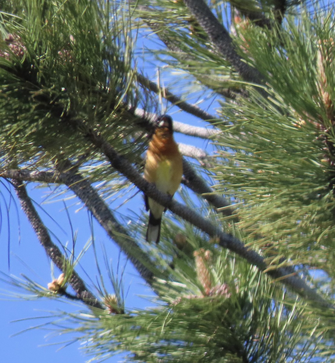 Black-headed Grosbeak - Patricia DiLuzio