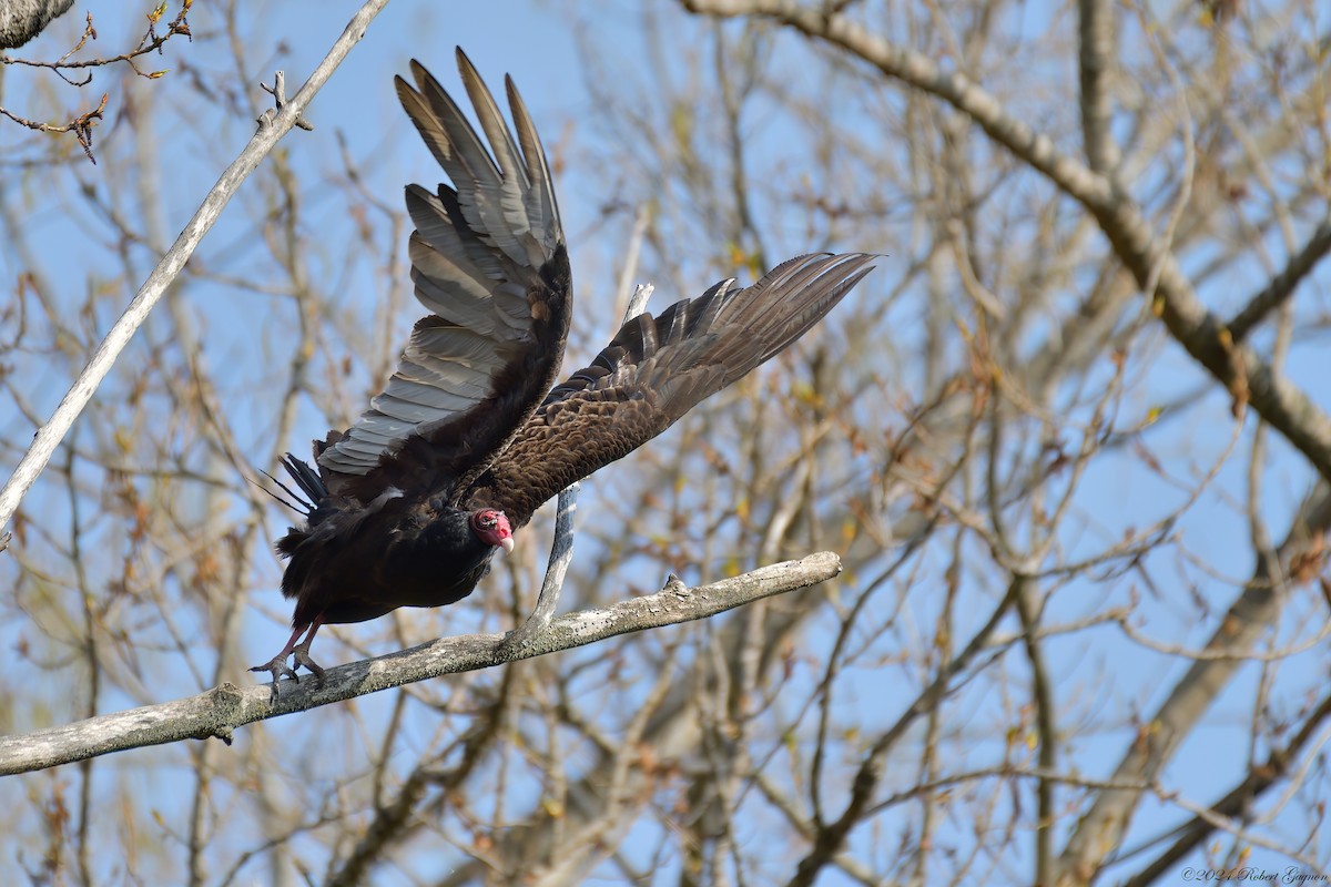 Turkey Vulture - Robert Gagnon