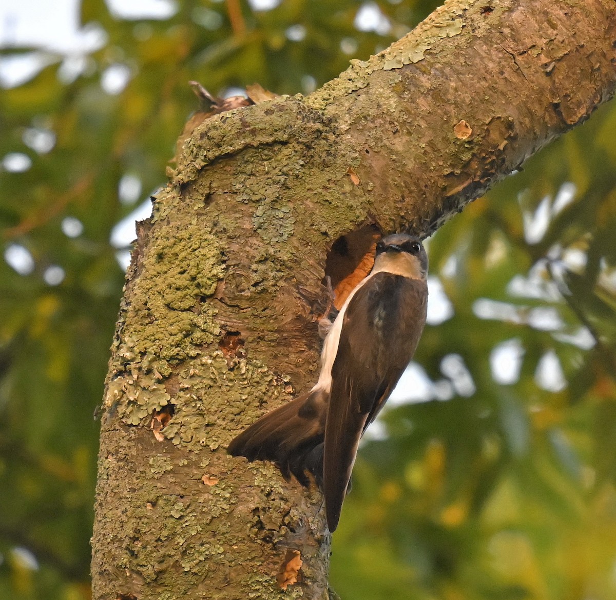 Tree Swallow - Eric Titcomb