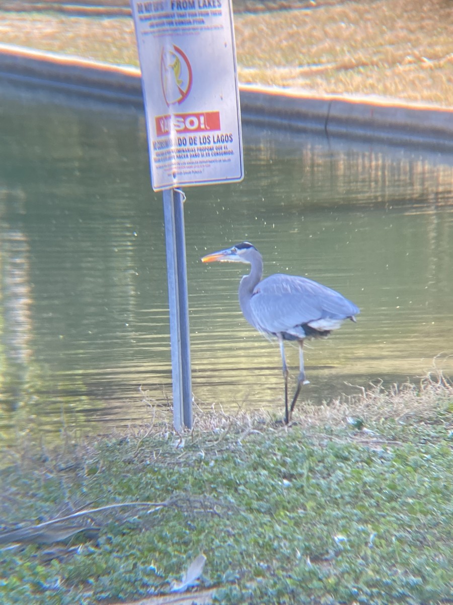 Great Blue Heron - ML619364789