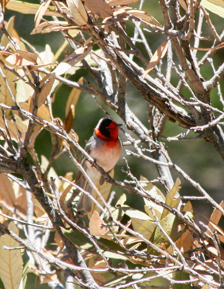 Red-faced Warbler - Nancy Davis