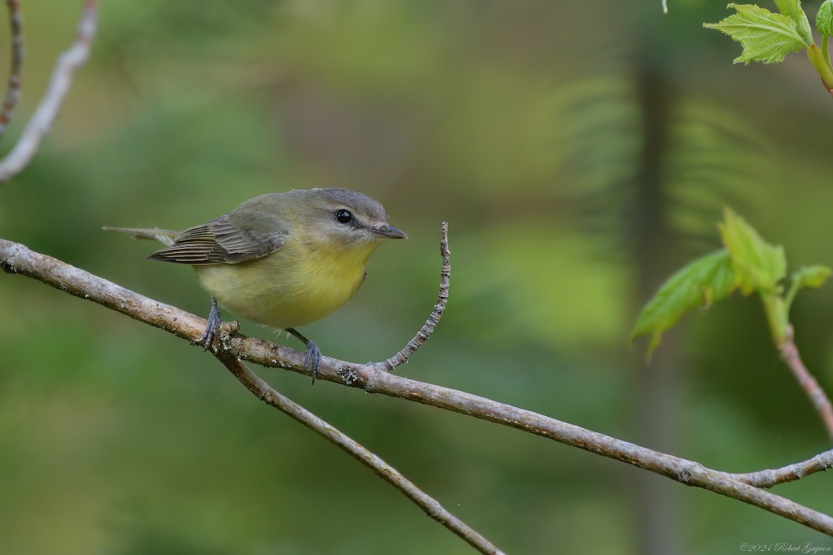 Philadelphia Vireo - Robert Gagnon