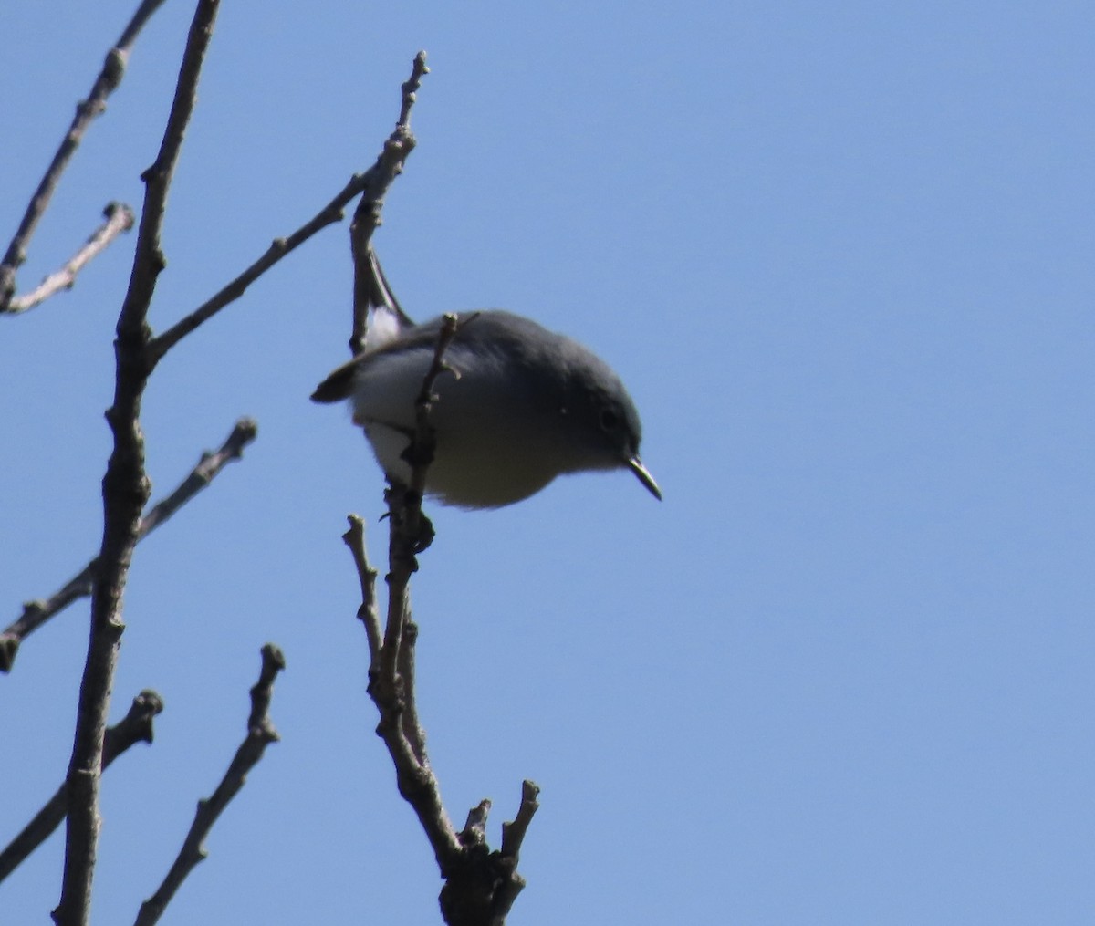 Blue-gray Gnatcatcher - Patricia DiLuzio