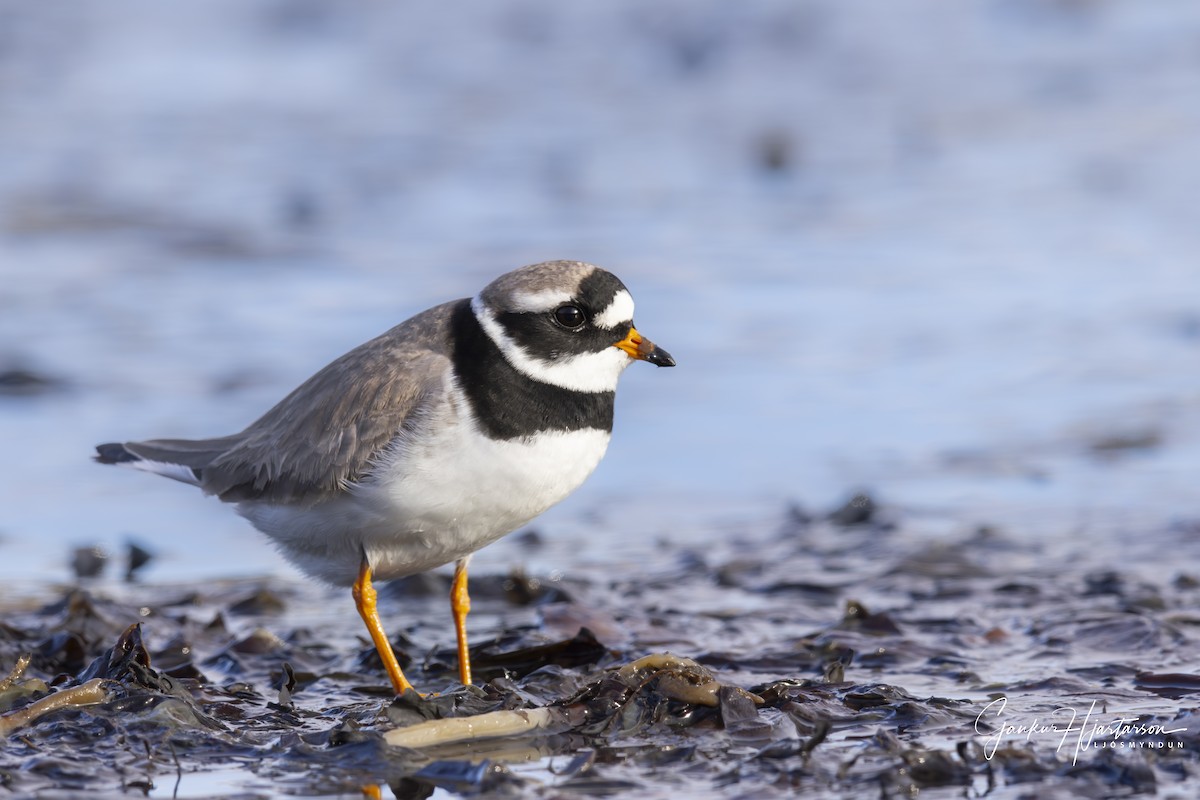 Common Ringed Plover - Gaukur Hjartarson