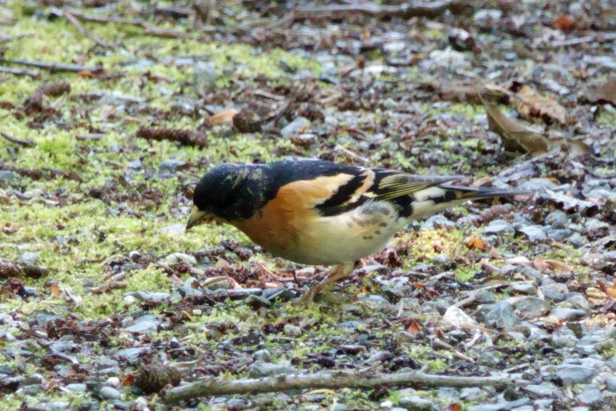 Brambling - Carl Haynie