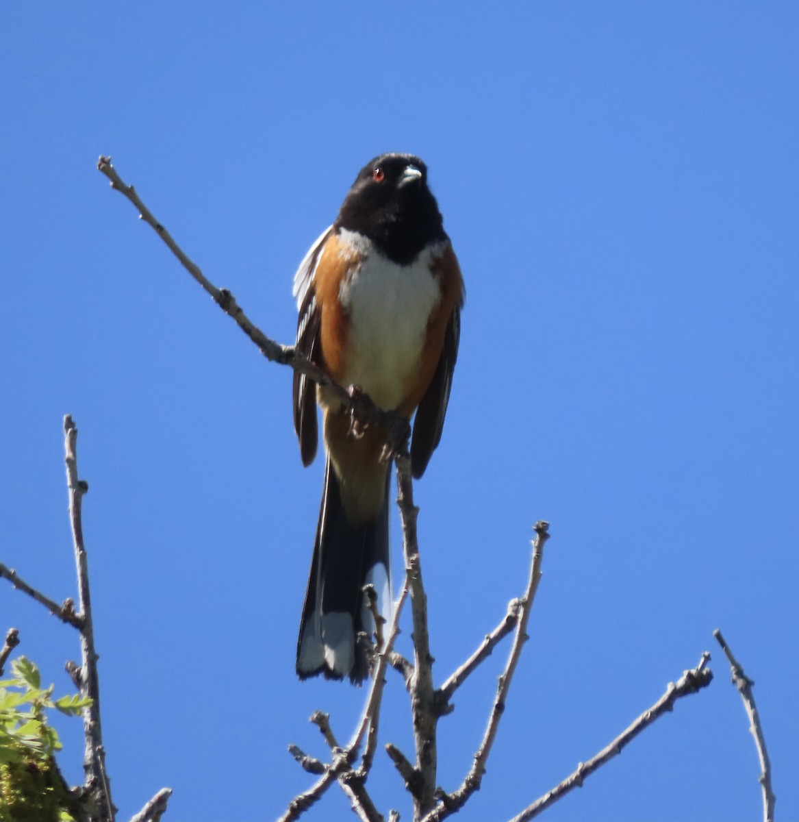 Spotted Towhee - Patricia DiLuzio