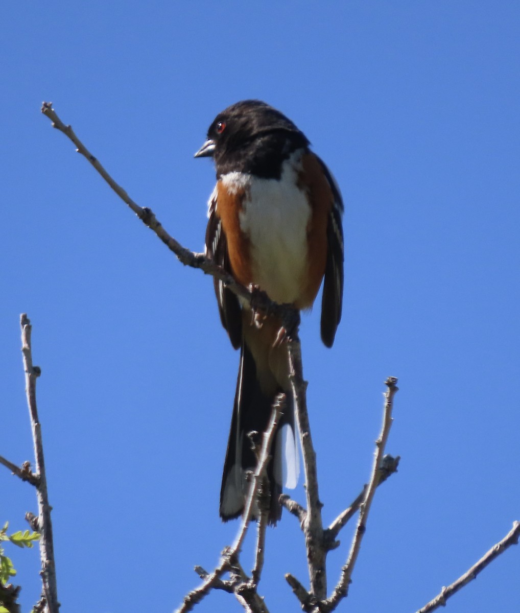 Spotted Towhee - Patricia DiLuzio