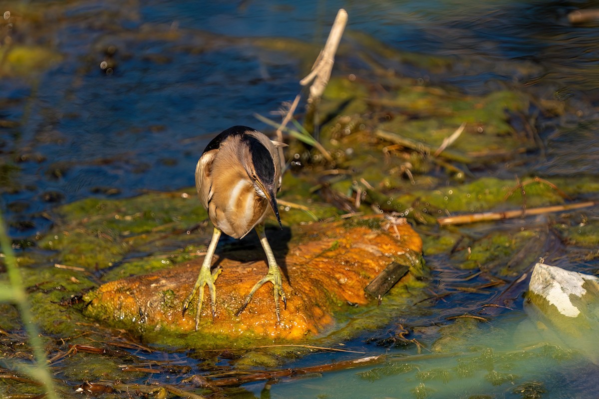 Little Bittern - Ali COBANOGLU