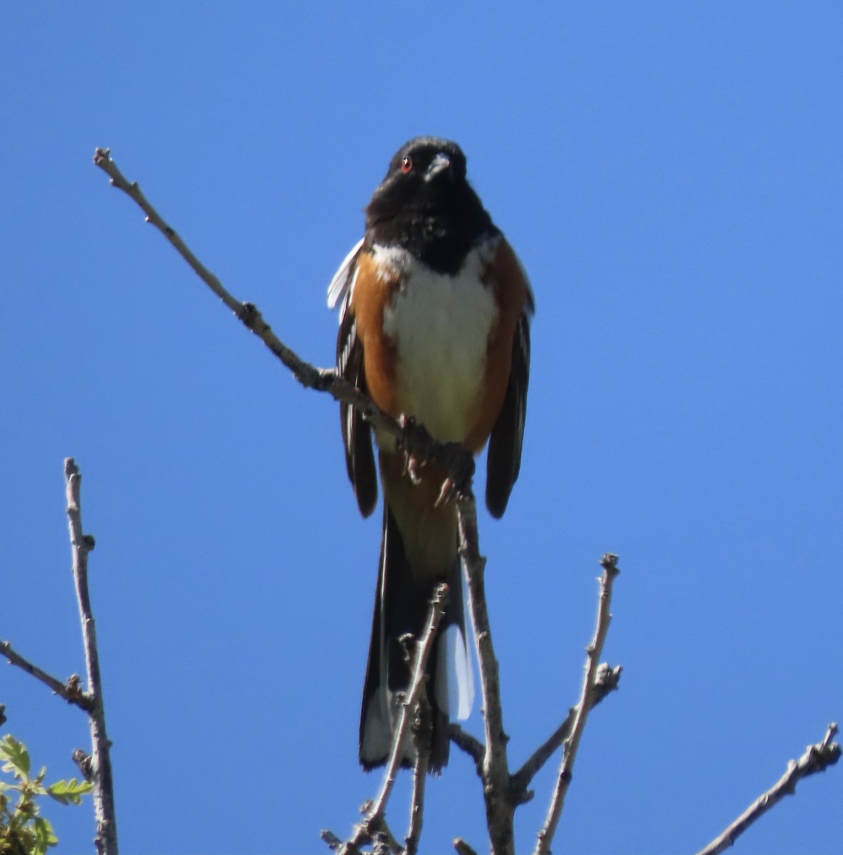 Spotted Towhee - Patricia DiLuzio