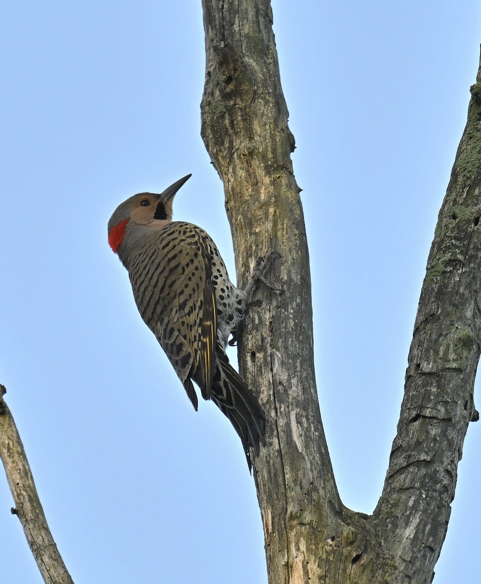 Northern Flicker - Eric Titcomb