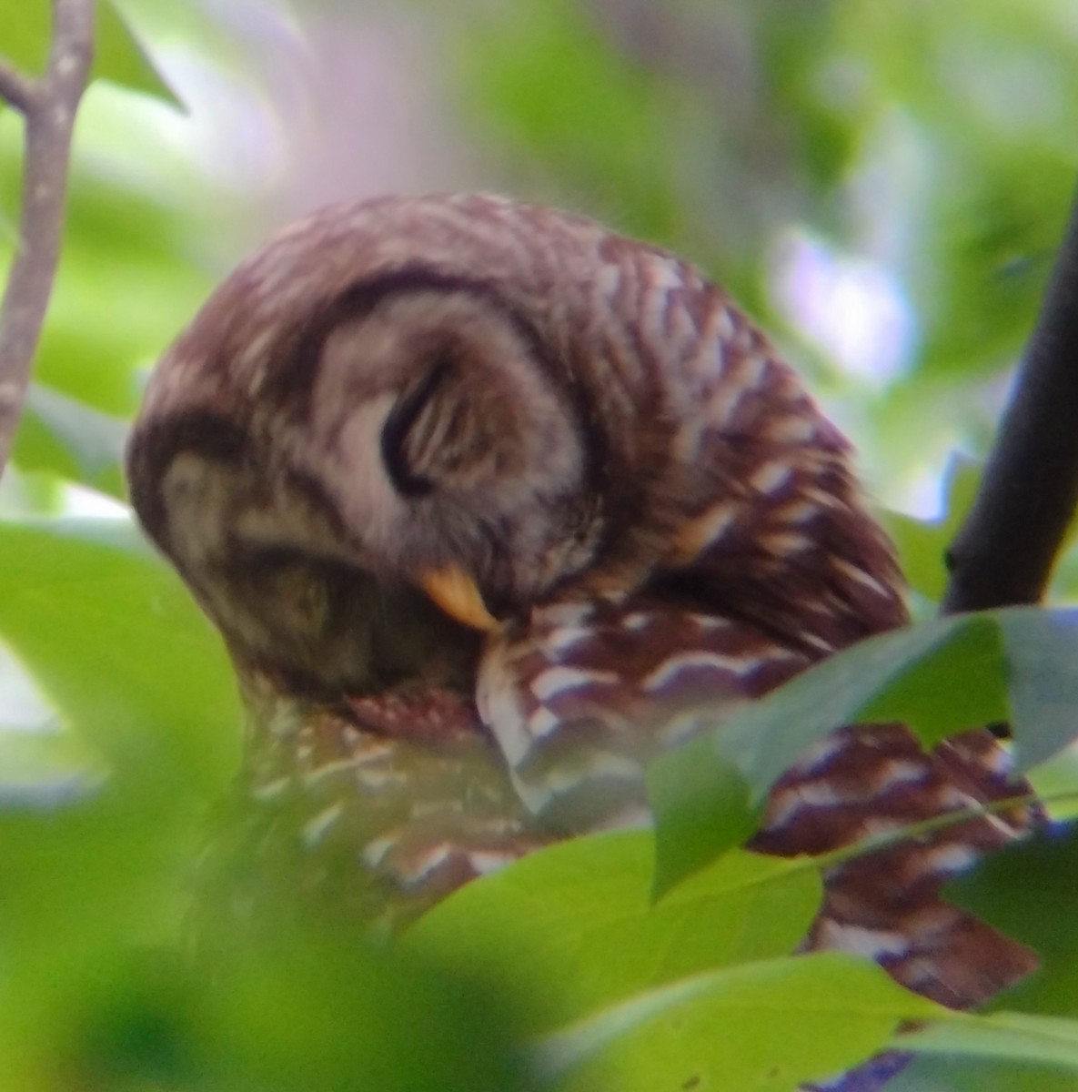 Barred Owl - ML619364843