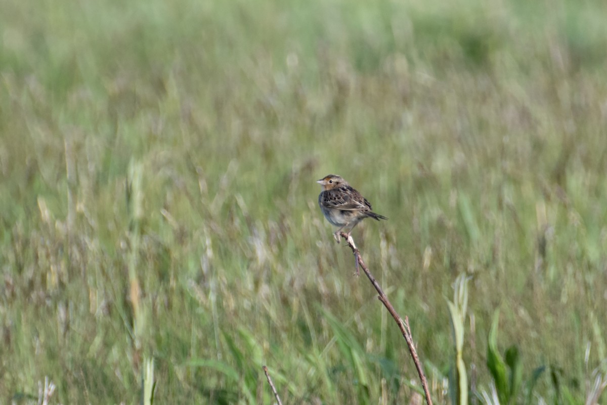 Grasshopper Sparrow - James Hatfield