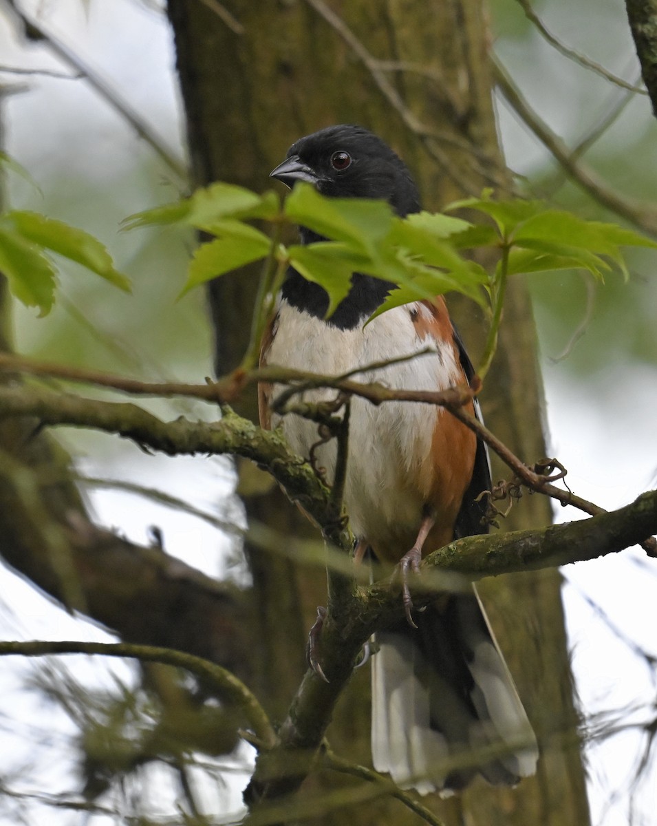 Eastern Towhee - ML619364847