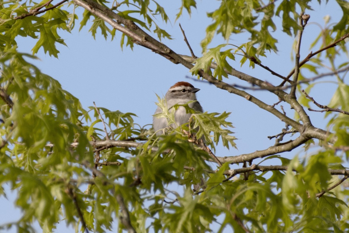 Chipping Sparrow - James Hatfield