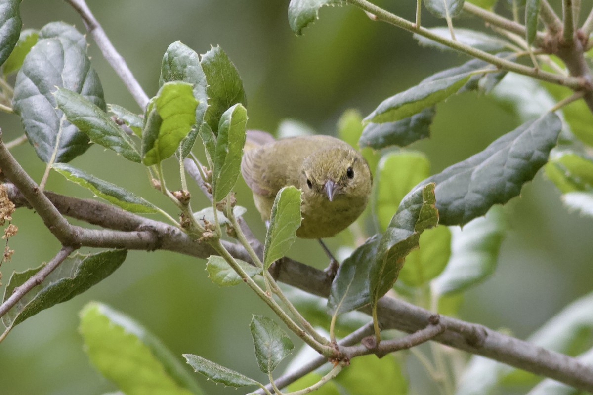 Orange-crowned Warbler - Sarah Ngo