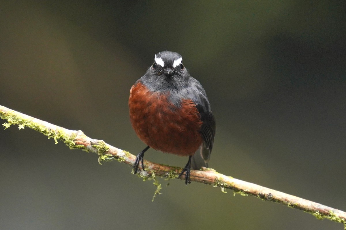 Chestnut-bellied Chat-Tyrant - Luis Carlos García Mejía