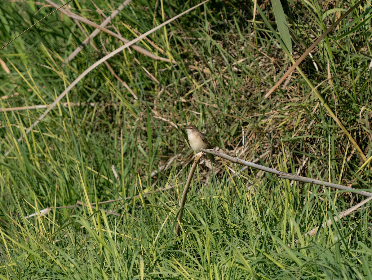 Common Reed Warbler - ML619364873