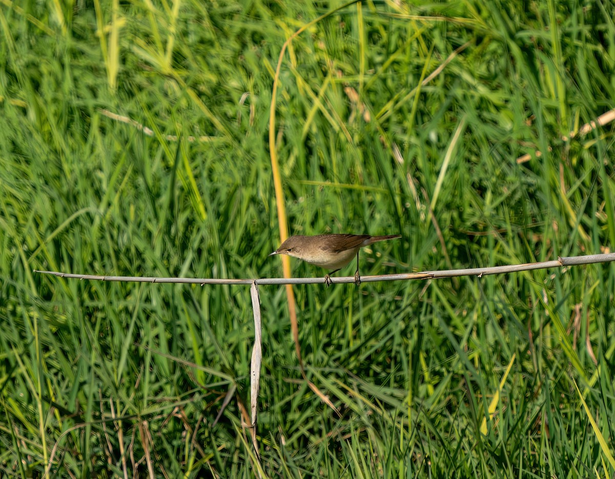 Common Reed Warbler - ML619364874