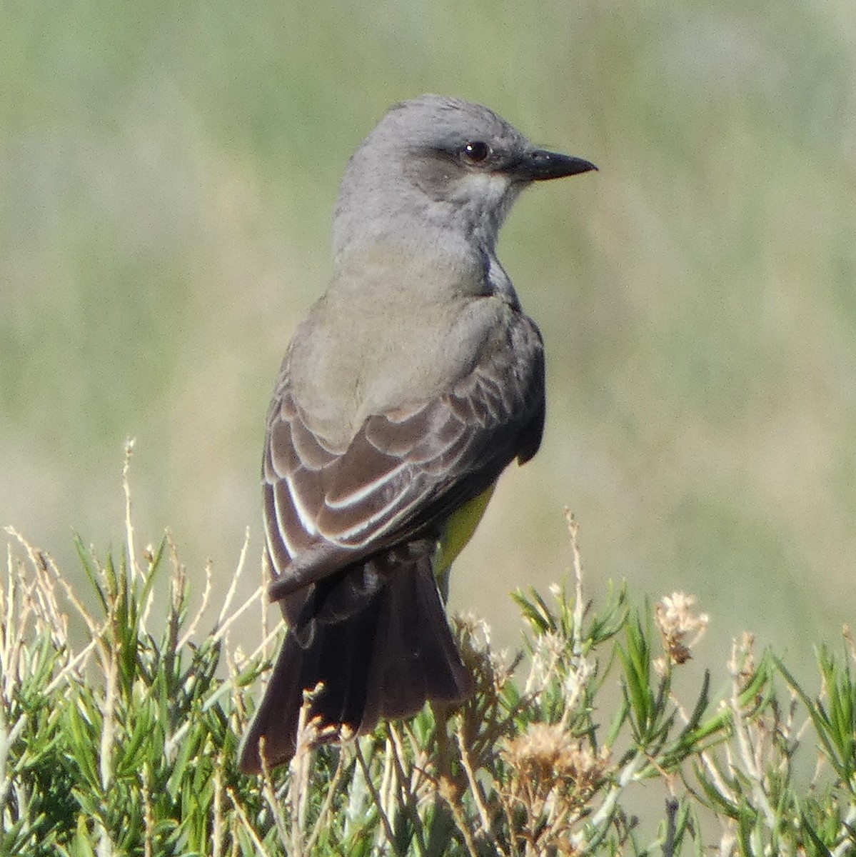 Western Kingbird - C Fred Zeillemaker