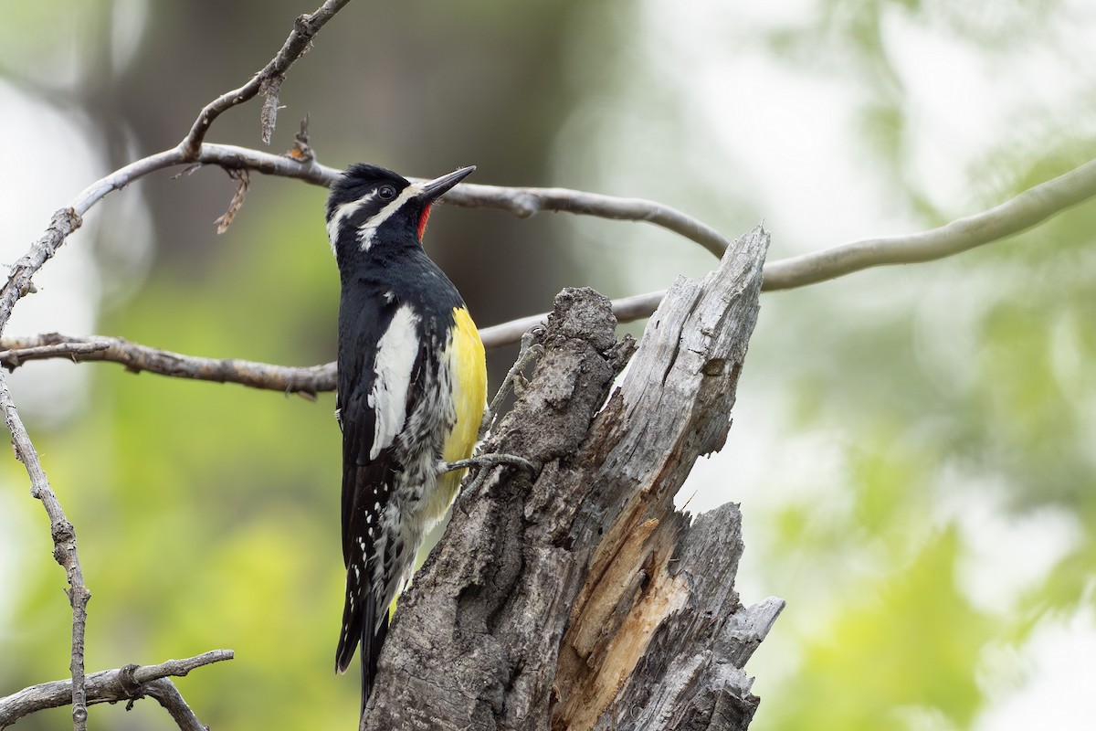 Williamson's Sapsucker - Joshua Covill