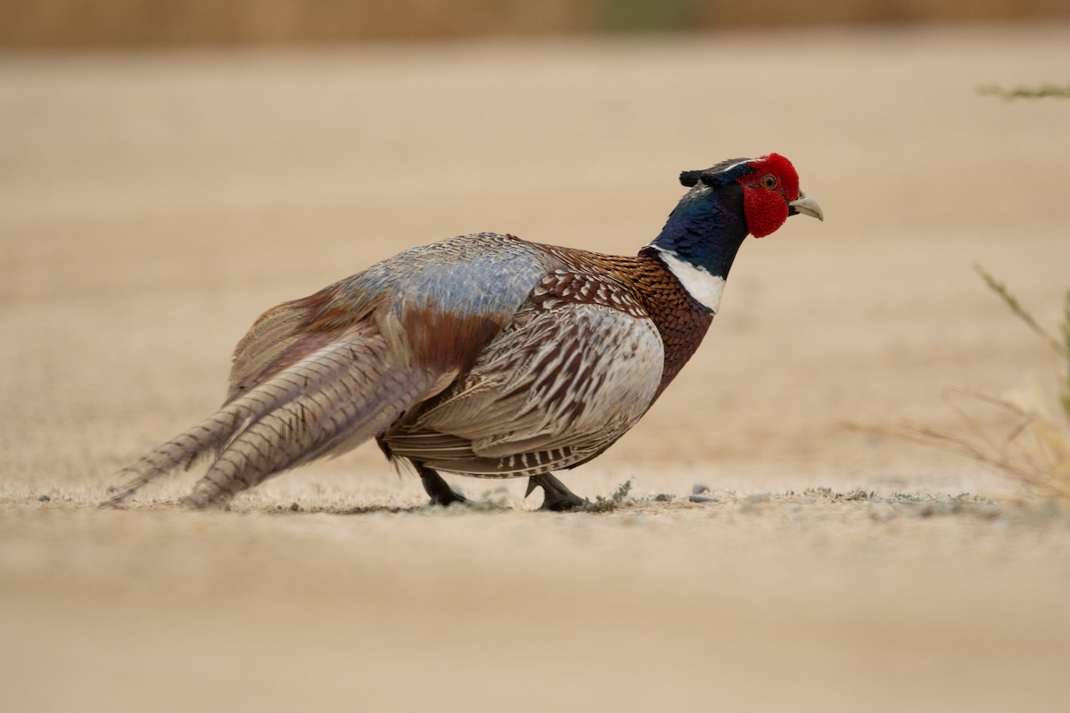 Ring-necked Pheasant - ML619364899