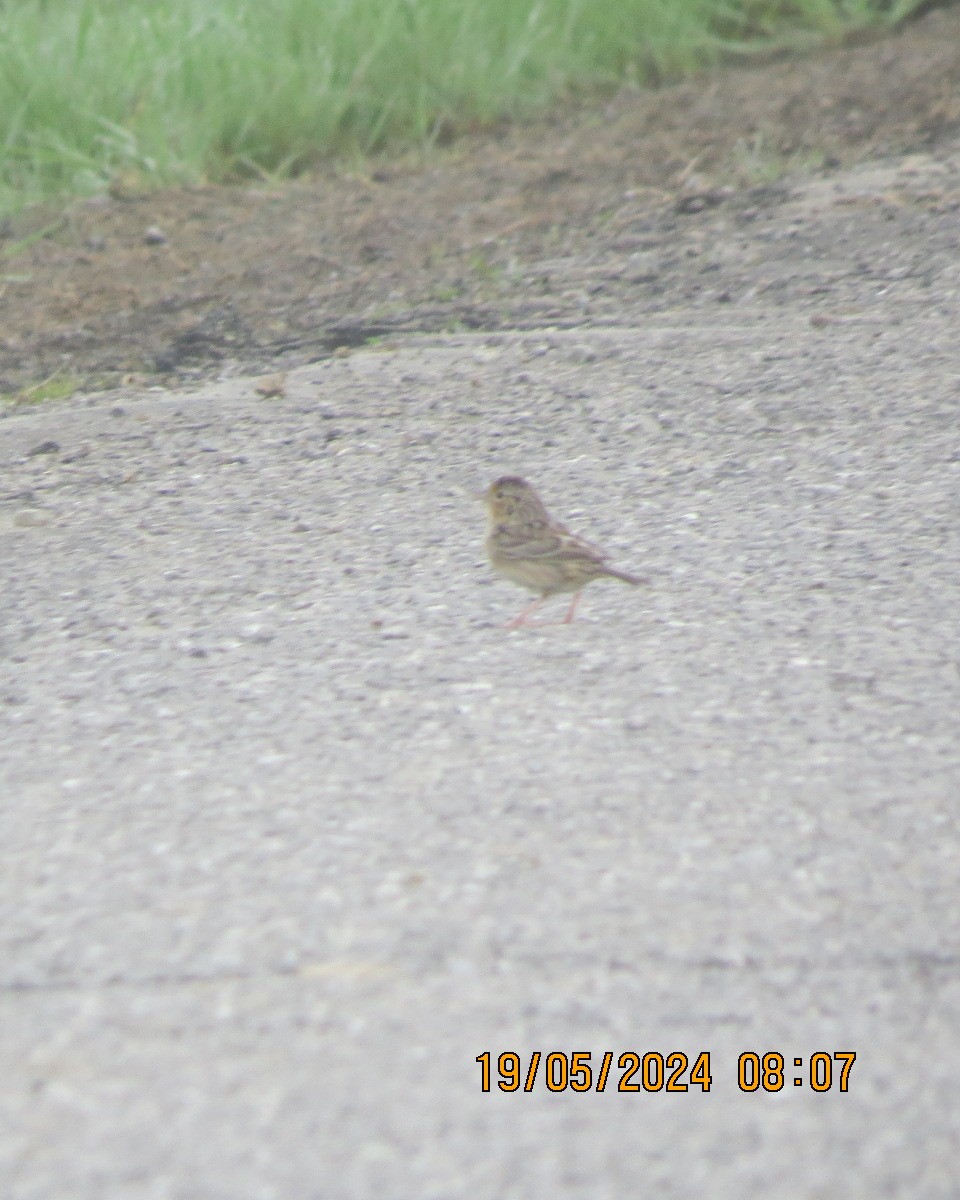 Grasshopper Sparrow - Gary Bletsch