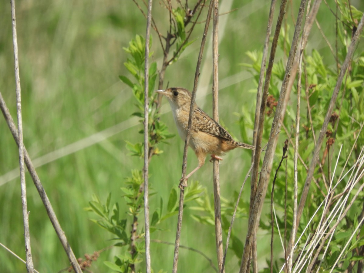 Sedge Wren - John McKay