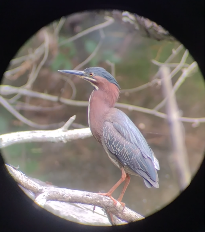 Green Heron - Jacob Jones