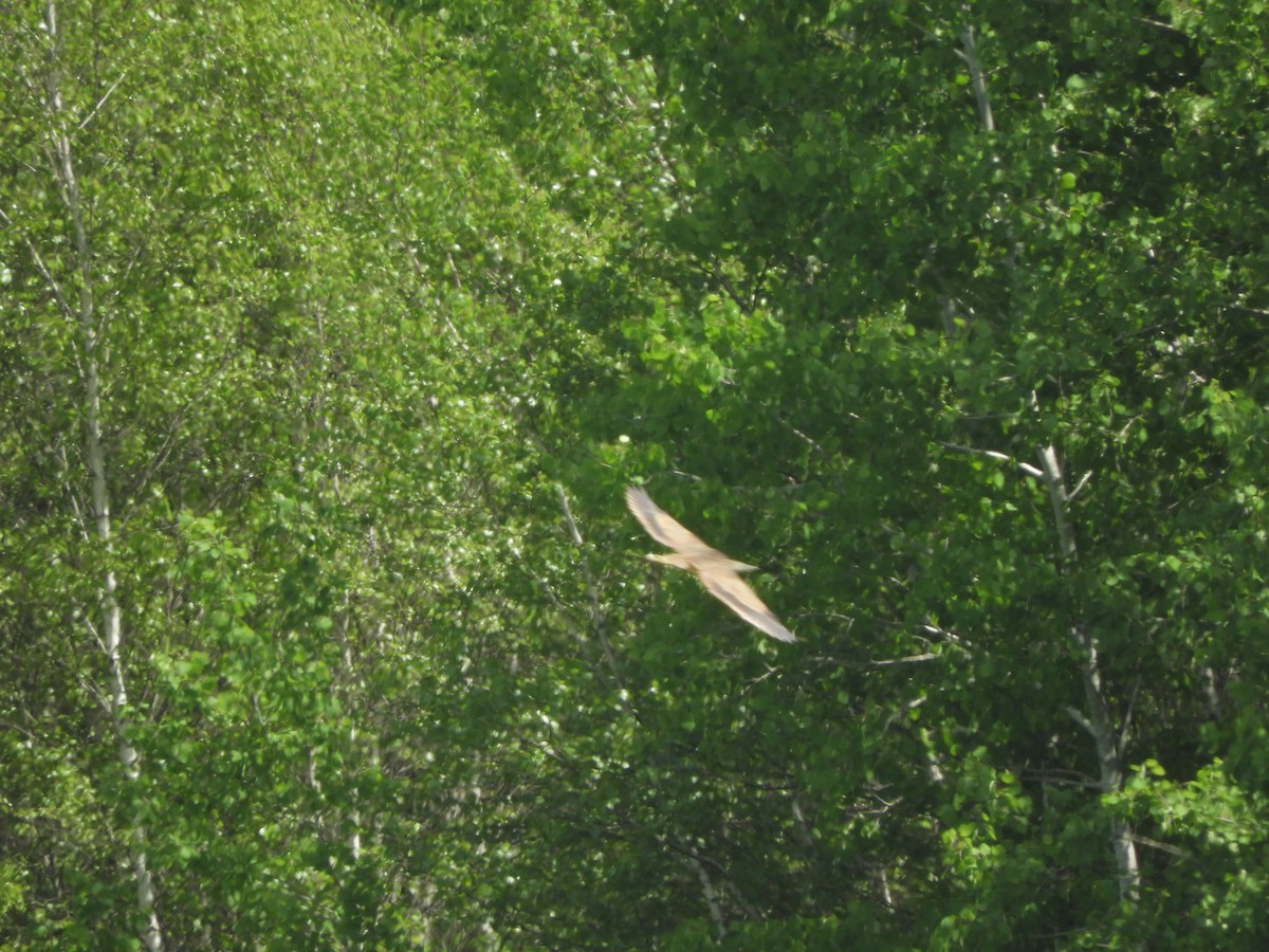 American Bittern - ML619364931