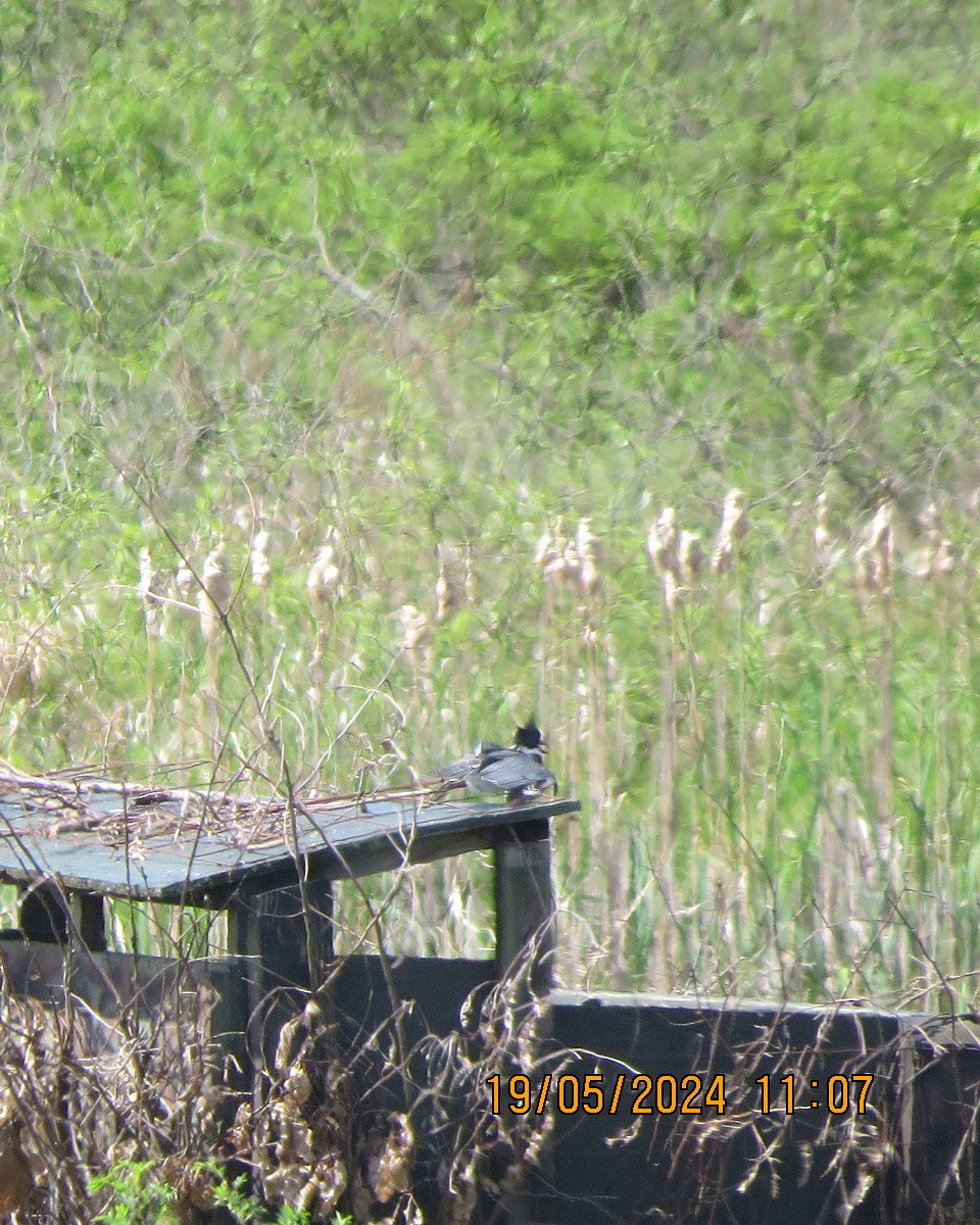 Belted Kingfisher - ML619364942