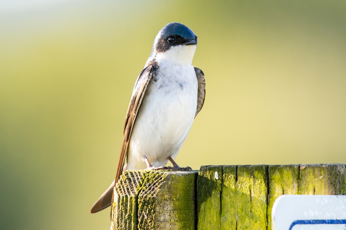 Tree Swallow - Dominic More O’Ferrall
